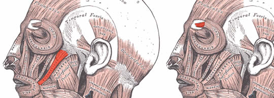 facial muscles