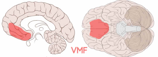 VMF - brain location for value decisions