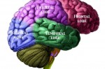 BrainLobesLabelled