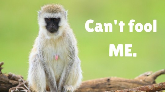 Why Monkeys Are Smarter Shoppers Than Humans - Neuromarketing
