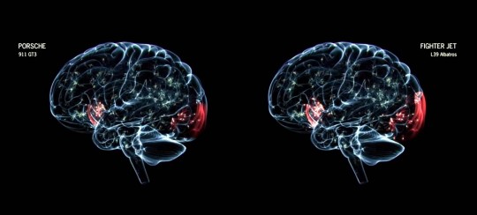Porsche brain comparison