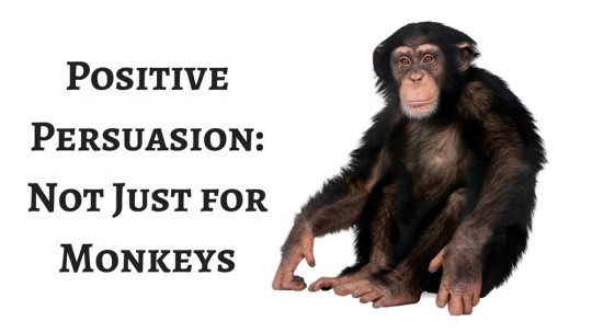 chimps prefer positive framing