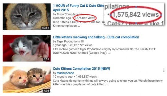 cat-videos